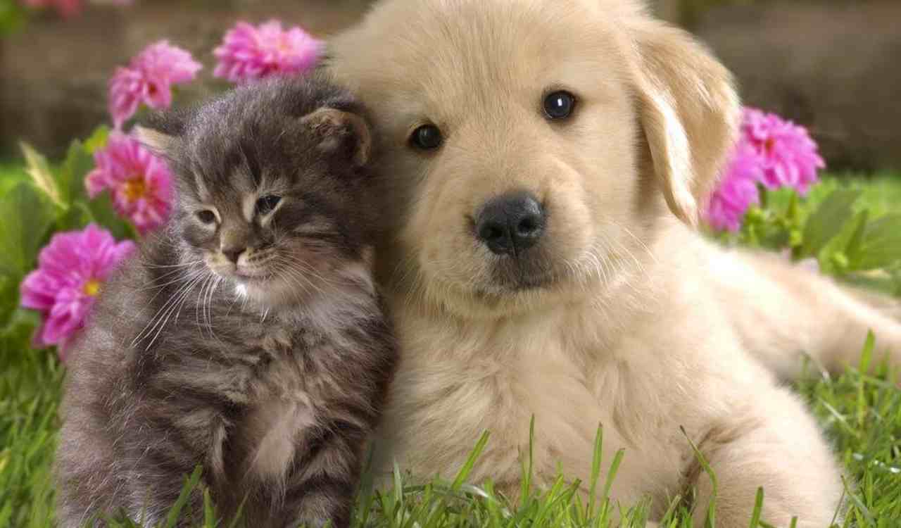 cane e gatto-nursenews.it