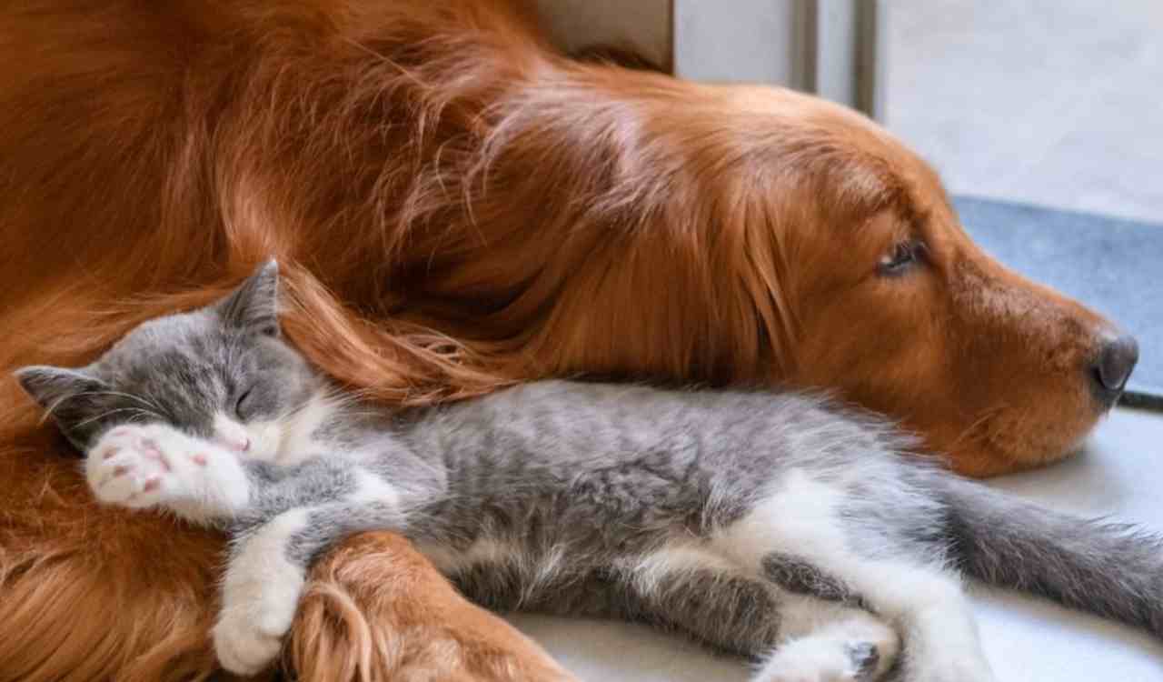 cane e gatto-nursenews