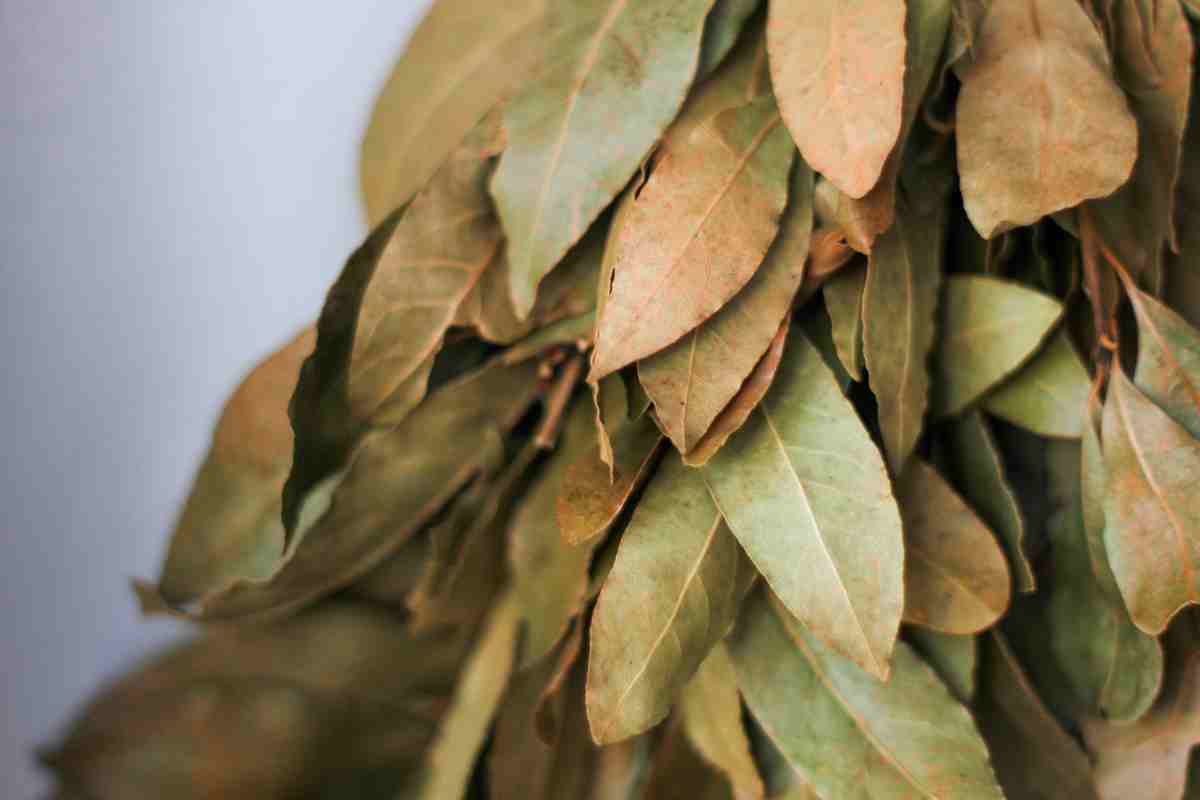 Come utilizzare le foglie secche di alloro