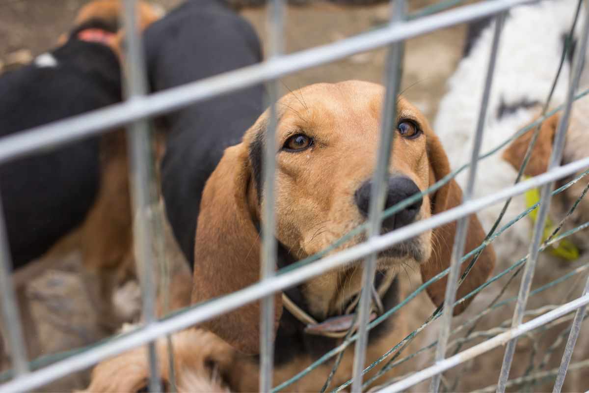 Abbandono dei cani: multa salatissima 