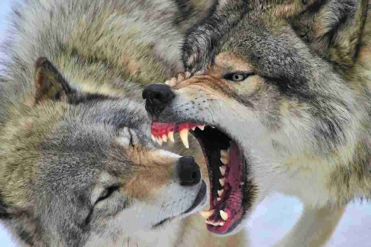 Allarme lupi: strage nella notte