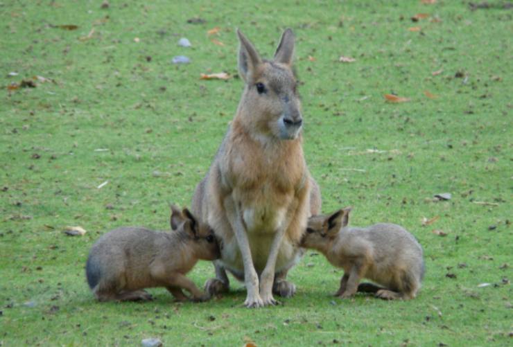 Wallaby femmina sempre incinta