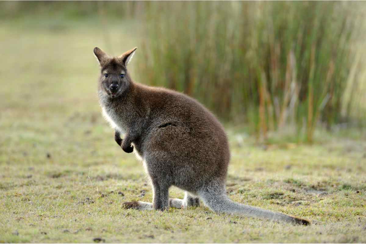 Femmina wallaby sempre incinta