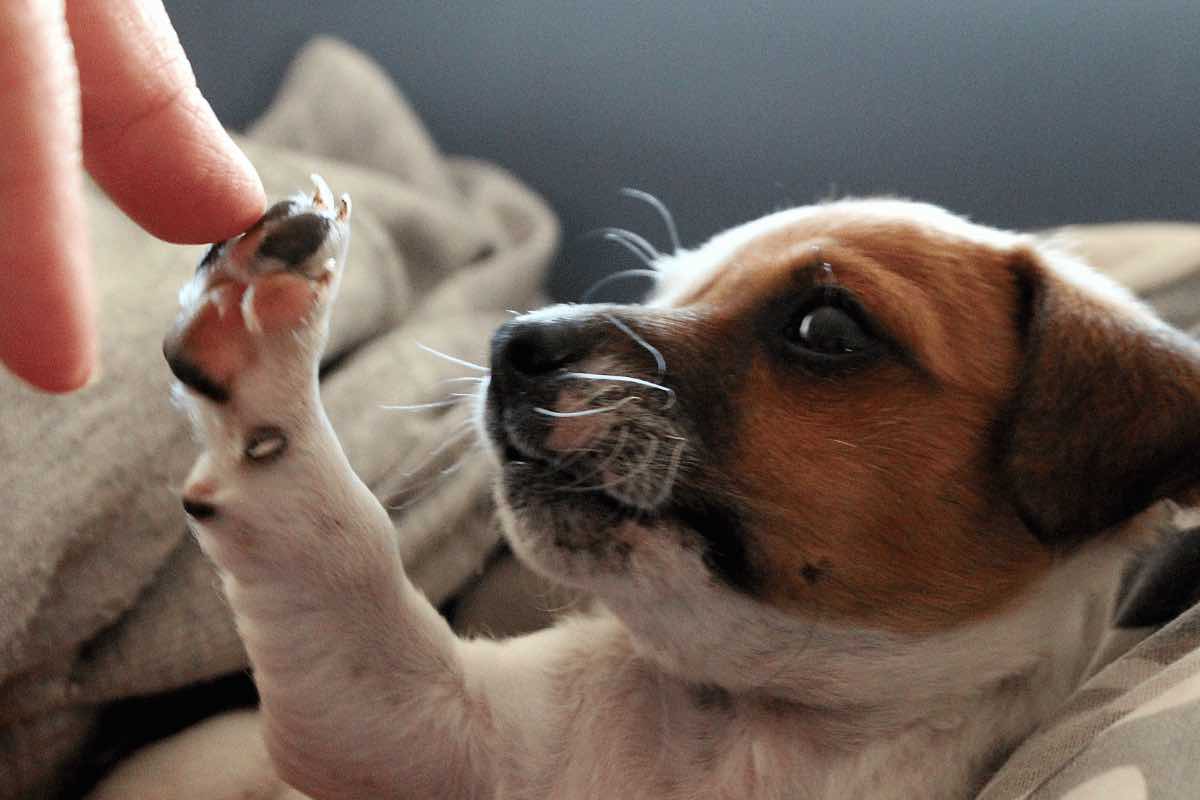 Quanto ti ama il tuo cane? Scoprilo grazie a questi segnali