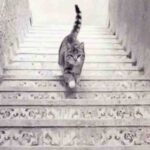 Test, il gatto sale o scende le scale? Scopri i misteri della tua personalità
